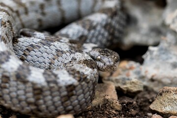 A detail shot of European Cat snake (Telescopus fallax) or Soosan Snake, on the island of Malta.