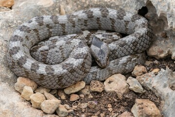 Fototapeta premium A detail shot of European Cat snake (Telescopus fallax) or Soosan Snake, on the island of Malta.