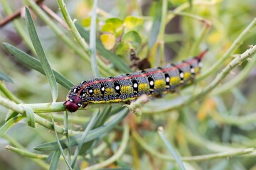 Maltese Spurge Hawkmoth Caterpillar (Hyles sammuti) in larva stage, eating spurge plant leaves.