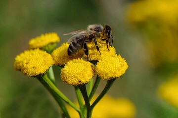 Close-up view of a honey bee collecting nectar from vibrant yellow tansy flowers