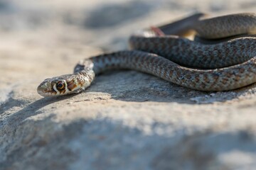 A young Western whip snake hatchling (Coluber viridiflavus carbonarius) in the island of Malta.