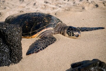 Sea turtle resting on a sandy beach. Maui, Hawaii