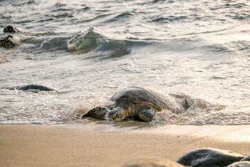 Sea turtle crawling towards the ocean at sunset
