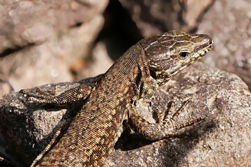Close-up of a lizard basking on a rock under sunlight.