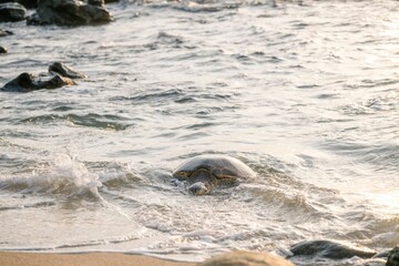 Sea turtle heading back to the ocean at sunset.