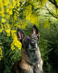 Dog sitting among vibrant yellow flowers