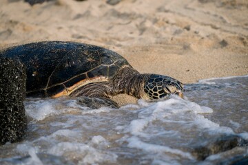 Obraz premium Sea turtle resting on a sandy beach with gentle waves.