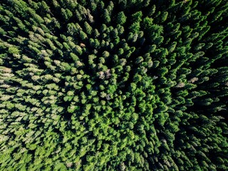Aerial view of a lush green landscape on a sunny day