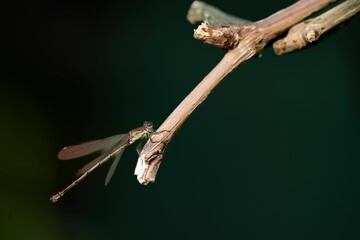 Dragonfly on a dry twig with dark green background