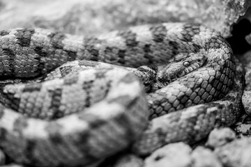 A detail shot of European Cat snake (Telescopus fallax) or Soosan Snake, on the island of Malta.