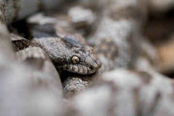 A detail shot of European Cat snake (Telescopus fallax) or Soosan Snake, on the island of Malta.