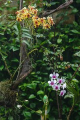 Pink Dendrobium bigibbum Lindl. Denphal and yellow Vanda Orchids