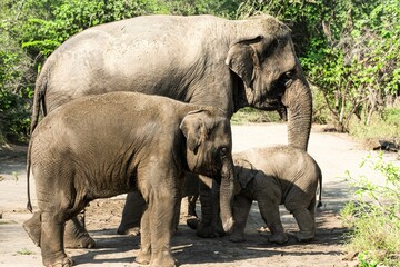 Fototapeta premium Family of elephants including an adult and two young calves standing together in a natural habitat