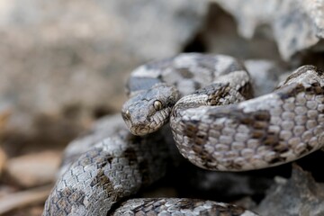 A detail shot of European Cat snake (Telescopus fallax) or Soosan Snake, on the island of Malta.