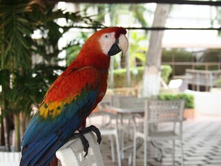 Scarlet macaw perched in an outdoor setting.