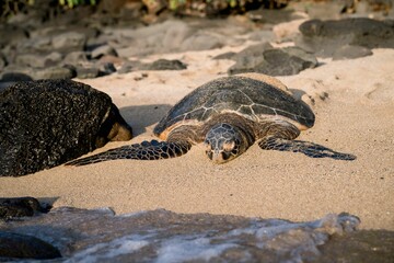 Sea turtle resting on a sandy beach