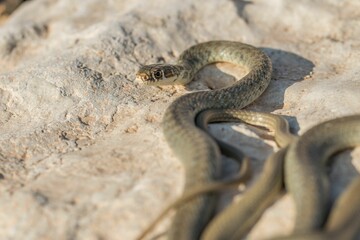 A juvenile Western whip snake (Coluber viridiflavus carbonarius) basking in the island of Malta.