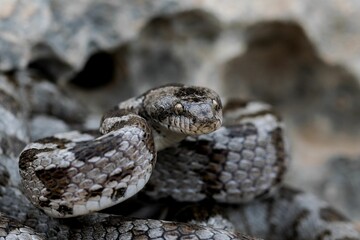 A detail shot of European Cat snake (Telescopus fallax) or Soosan Snake, on the island of Malta.
