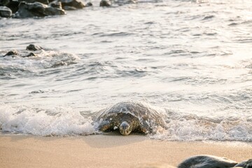 Sea turtle emerging from the ocean at sunset