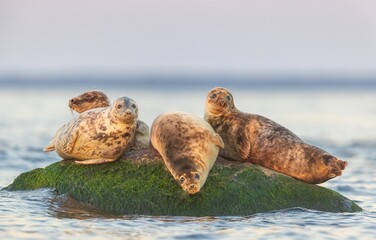 Seals resting on a moss-covered rock in the ocean.