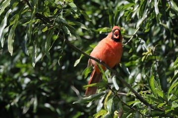 Vibrant red bird perched on a branch surrounded by green leaves in a lush forest