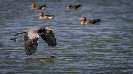 Gray heron flying low over water surface searching for food