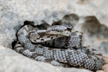 A detail shot of European Cat snake (Telescopus fallax) or Soosan Snake, on the island of Malta.