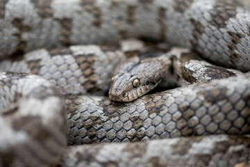 A detail shot of European Cat snake (Telescopus fallax) or Soosan Snake, on the island of Malta.