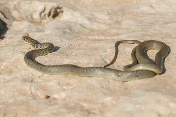 Obraz premium A juvenile Western whip snake (Coluber viridiflavus carbonarius) baskinin the island of Malta.