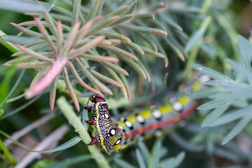 Maltese Spurge Hawkmoth Caterpillar (Hyles sammuti) in larva stage, eating spurge plant leaves.