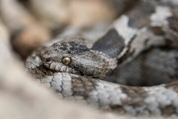 A detail shot of European Cat snake (Telescopus fallax) or Soosan Snake, on the island of Malta.