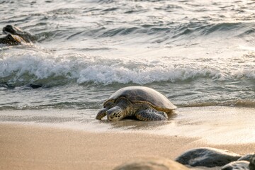 Sea turtle on the beach at sunset