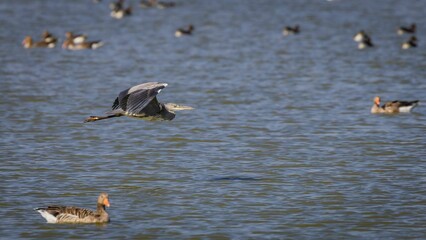 Gray heron flying low over water surface searching for food