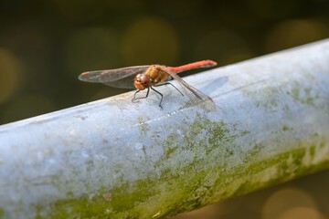 Close-up of a vagrant darter perched on a pipe with a blurred background