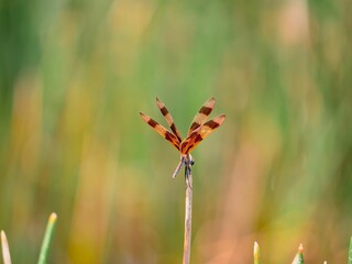 Dragonfly perched on a twig with a blurred background.