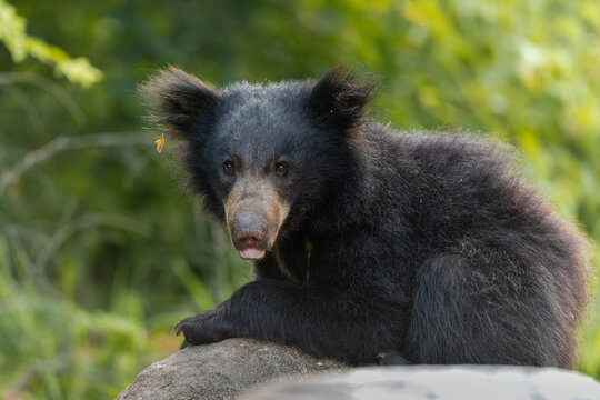 Indian Sloth Bear Cubs are well taken care by the mother bears, including piggy back rides when very young