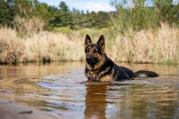 German Shepherd standing in a calm river on a sunny day.