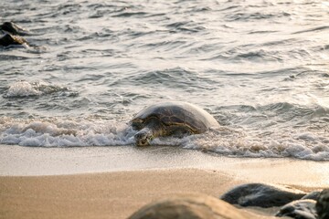 Sea turtle on beach at sunset