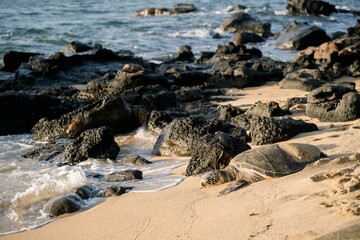 Sea turtle resting on a sandy beach with rocks and ocean waves in the background. Maui, Hawaii
