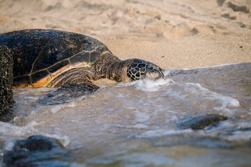 Obraz premium Sea turtle resting on sandy shore with gentle waves