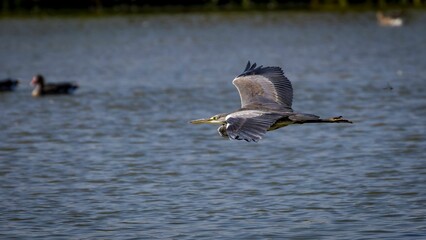 Gray heron flying low over water surface searching for food