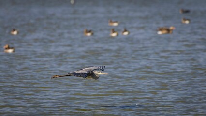 Gray heron flying low over water surface searching for food