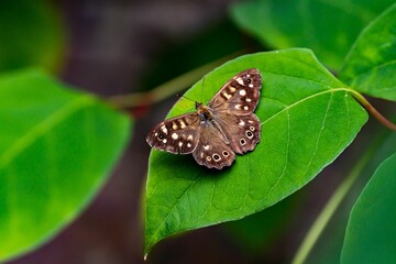Close-up of a speckled wood butterfly resting on a green leaf. Borsbeek, Belgium