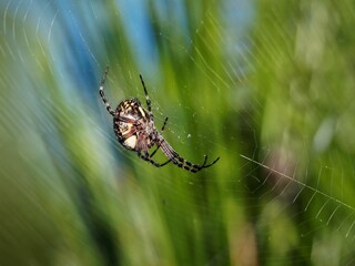 Spider on its web with blurred green background