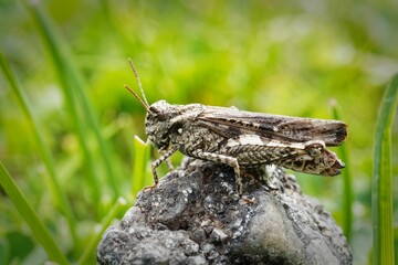 Grasshopper on a Rock