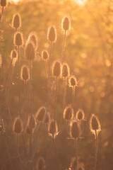 a thistle grows in the fields, the sun shines on a plant with hard thorns
