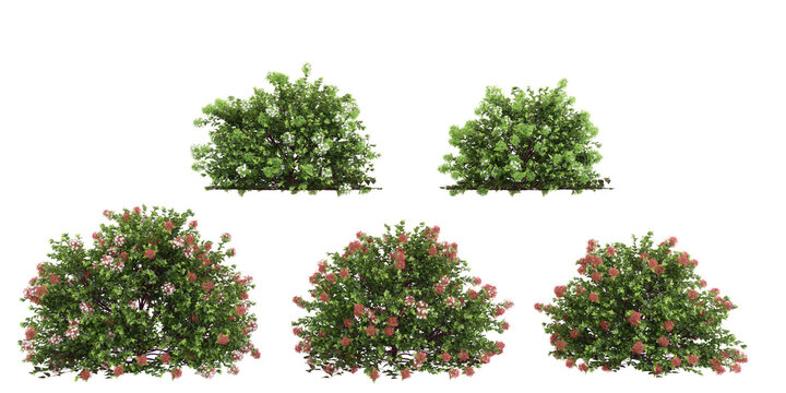 Collection of Glossy abelia plants with transparent background