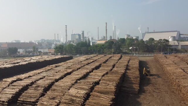 Toras de madeiras para a produ&ccedil;&atilde;o industrial de papel e celulose em uma f&aacute;brica de suzano sp brasil