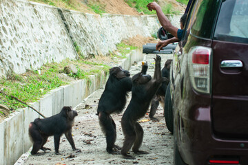 Behavior of Sulawesi black macaques (Macaca tonkeana) waiting to be fed by motorists along the Trans-Sulawesi highway.