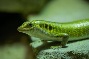 A close-up view of a green lizard (Trachylepis margaritifera)